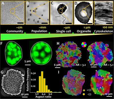 Microbial Active Matter: A Topological Framework